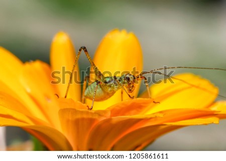 Amazing macro of a small green grasshopper on a yellow flower. Close up