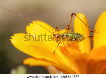 Amazing macro of a small green grasshopper on a yellow flower. Close up