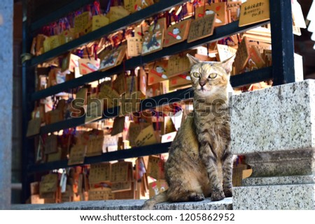 A sitting cat and votive picture tablets at Japanese shrine.