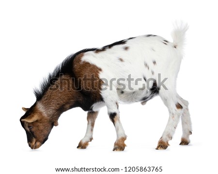 Funny smiling white, brown and black spotted pygmy goat standing side ways with head down like eating / grazing, isolated on white background