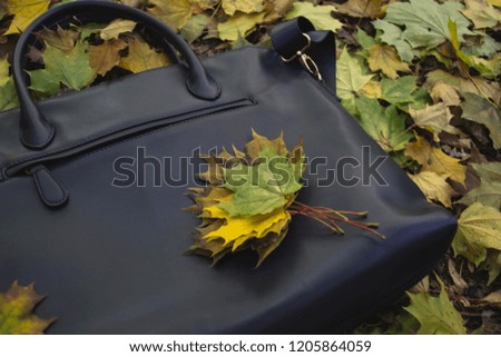 The fallen leaves of maple on the blue bag. Autumn background.