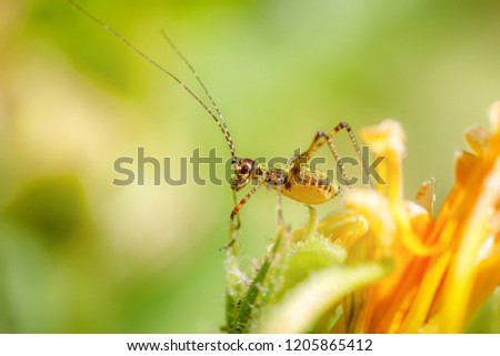 Amazing macro of a small colorful grasshopper on a yellow flower. Close up