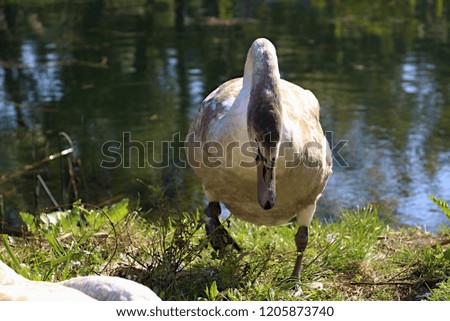 posing swan wallpaper