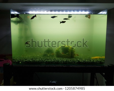 Dirty Aquarium Tank