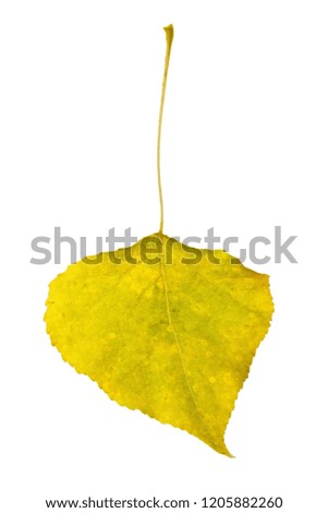 Autumn yellowed poplar leaf isolated on white background