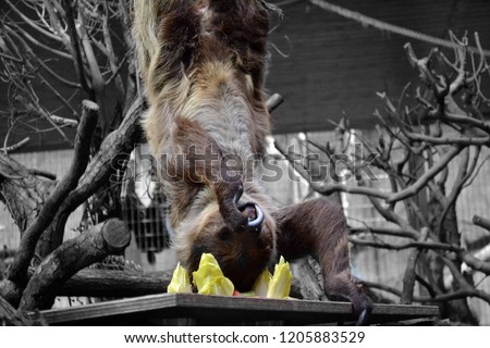 Sloth eating pineapple