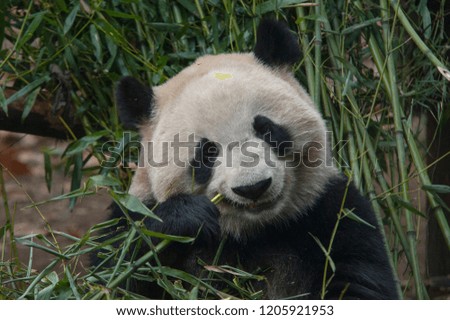 Giant panda crunching his bamboo snack