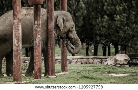 Elephant in his natural life.