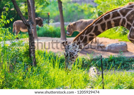 Nature wildlife image of Giraffe