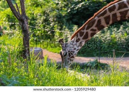Nature wildlife image of Giraffe