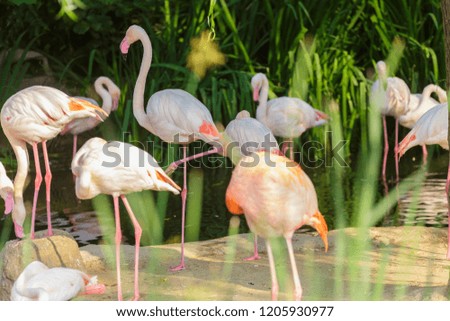 Beautiful nature wildlife image of a group flock of Flamingos