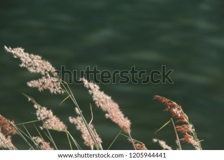 Blurry picture of flowering grass in the field, near of the lake. 