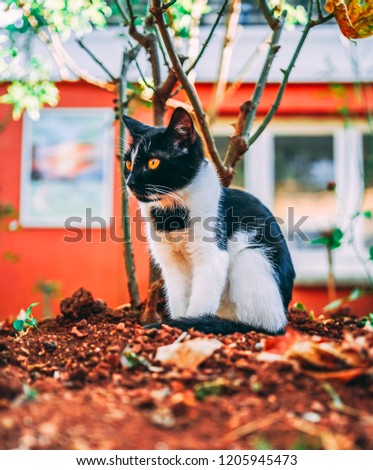 23 August 2018, Istanbul-Turkey: A Street cat is sitting and looking something in the garden.