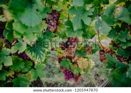 Large bunches of grapes at vineyard