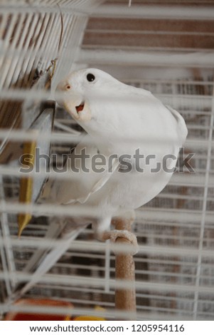 home white parrot in a cage