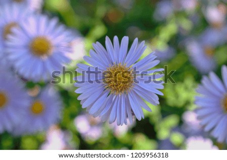 Violet Aster flowers (Compositae of Asteraceae) blooming in the garden