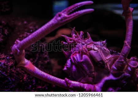 close up shot face of spidercrab in underwater aquarium with black light