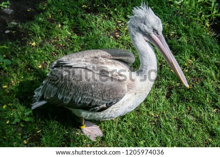 Gray Pelican on the grass