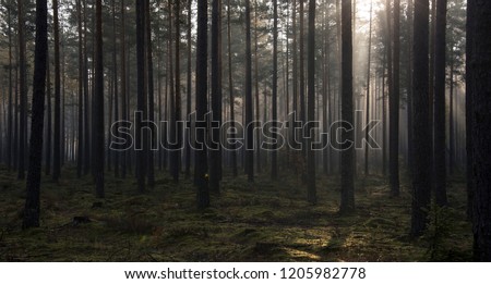 foggy forrest in a early morning in a october Royalty-Free Stock Photo #1205982778
