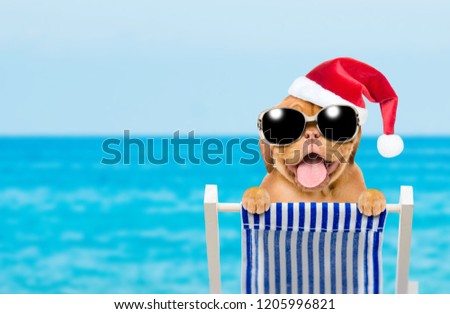 Happy puppy with red christmas hat and sunglasses in a deck chair. Empty space for text