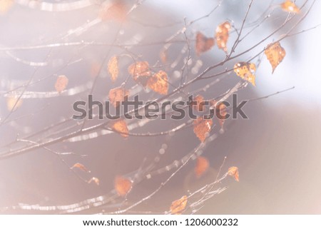 Autumn abstract background with yellow leaves on the tree branches in sunlight. Image with soft focus