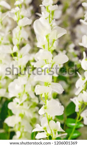 Photos hanging down the branches of artificial vines with white flowers background