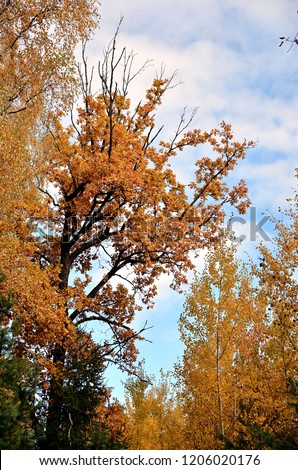 yellow and orange leaves in autumn season