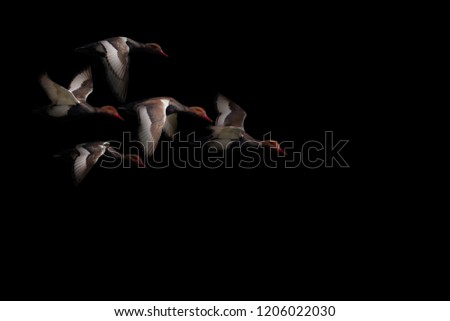 Flying ducks. Dark artistic background. Bird:  Red crested Pochard / Netta rufina