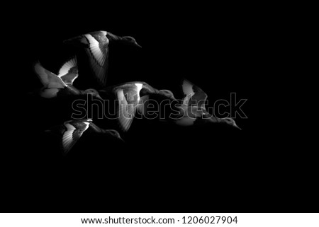 Flying ducks. Dark artistic background. Black white photography. 