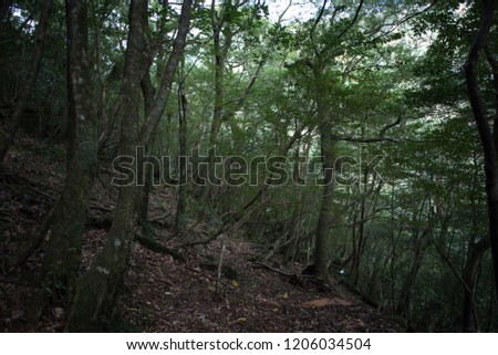 Forest in Japan