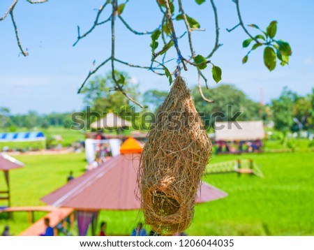 Bird nests wild life animal in the agriculture farm at Buriam,Thailand.