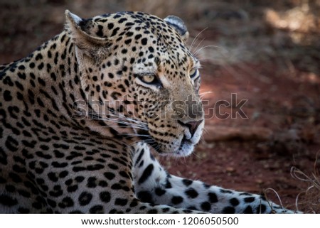 Leopard profile picture uplose on safari in Madikwe game reserve South Africa