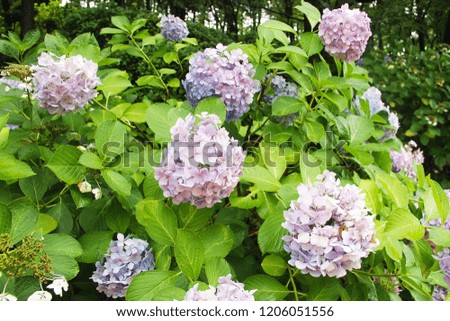 Shrubs tender blue hydrangea with a blue heart delicate petals in green leaves, bud consists of small inflorescences. Beautiful fragrant flower.