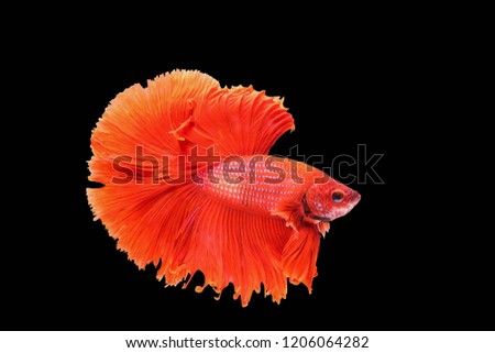 A beautiful movement of Betta fish, Red Siamese fighting fish isolated on black background and copy space.