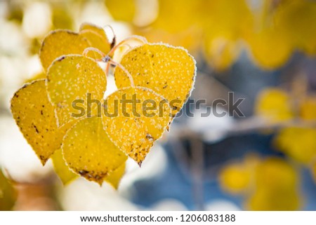 Fresh snow from an early fall storm in the Snowy Range Mountains outside of Laramie, Wyoming. Bright, vibrant colors of aspen leaves mix with the white snow.