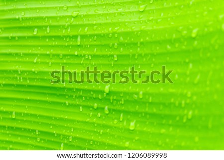 banana leave texture green color.