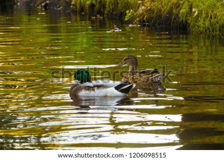 ducks swim in a canal in the city center in autumn in October, animals urban life