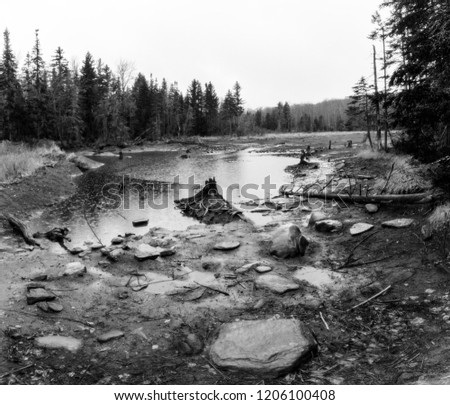 Black and white landscape photograph of swampy meadow from an old beaver damn with tree stump.