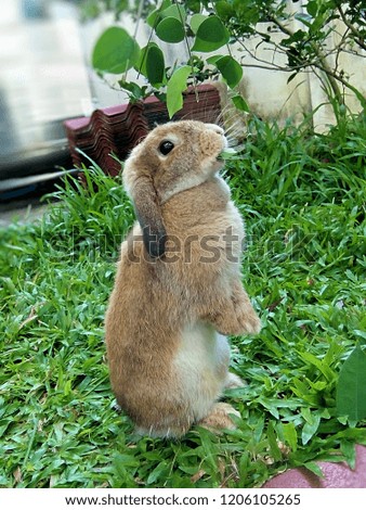 Rabbit is eating leaves in garden Thailand Chiangmai.