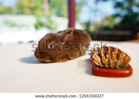 brown bunny and wooden comb