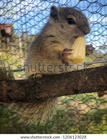 Baby Tree Squirrel