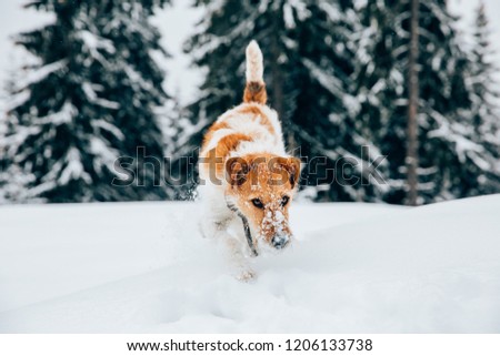 Happy fox terrier with a frozen beard in the snow. Fun with a dog in the mountains. Hiking with a dog. 