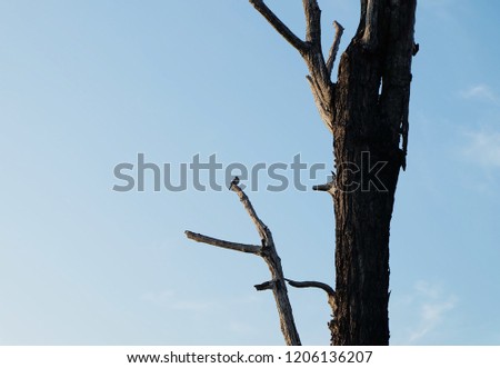 branch Dry tree on blue sky background