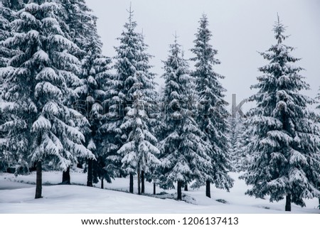 Fairy-tale winter landscape.
