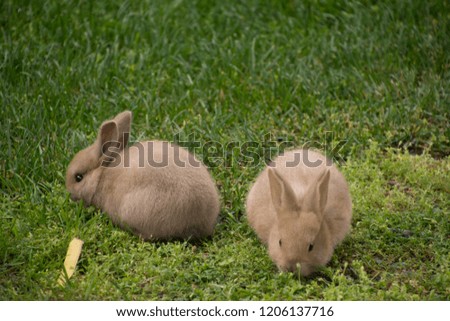 Baby Bunny Rabbits 