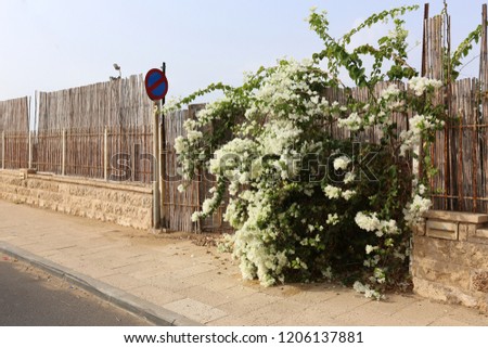 plants and flowers grew along the fence