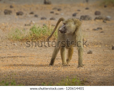 Young baboon in Tanzania