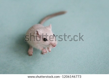 Cute gerbil on exhibition of rodents