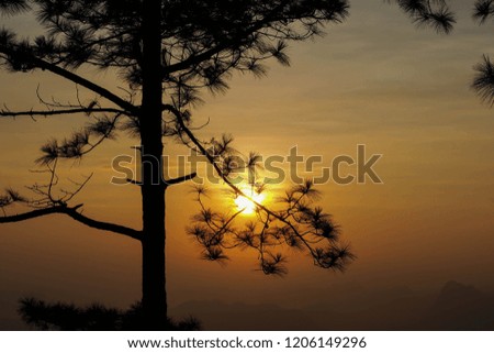 Sunrise Behind a Pine Tree in the new day