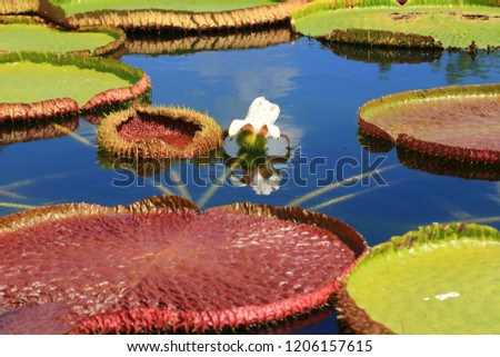 Victoria Amazonica  is a species of flowering plant, the largest of the Nymphaeaceae family of water lilies. It is the National flower of Guyana.